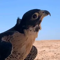 original sound - tikinwegie