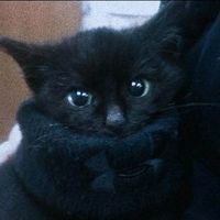 1._.chuuya.chuuya._.1