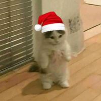 japinha_eu.msm5