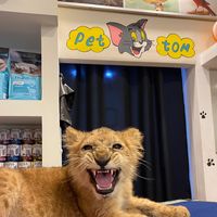 cats_world23