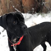 hera.canecorso