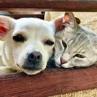 original sound - lunalilyleo84