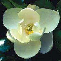 original sound - Atlanta Botanical Garden