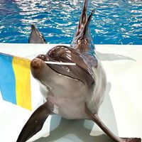 dolphinarium.oscar