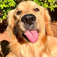 lucca_golden