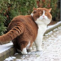 crystal_flames_cattery_
