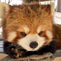 original sound - milo