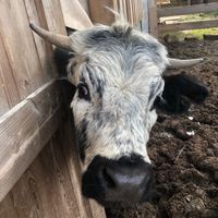nos_amis_les_animaux
