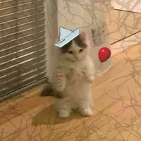 original sound - pp.content_