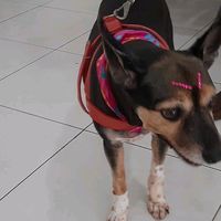 felipec_showseeventos