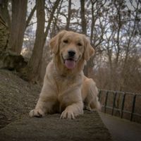 retriever_amy