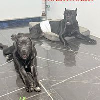 thefurfamilyoftiktok