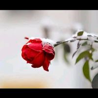 noor22483