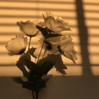 _story_2020