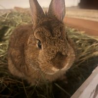 theothebunny