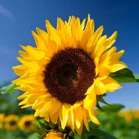 original sound - findsbysephine