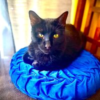 wedonotownacat