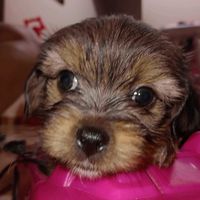 soycocopancho