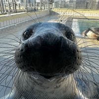 original sound - sealfan77
