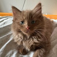 toast_theragdoll