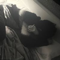 оригинальный звук