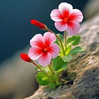 son original