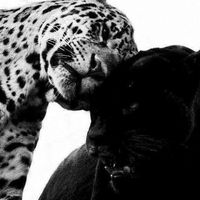 kaulitz_hey