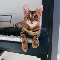 maximusthebengal
