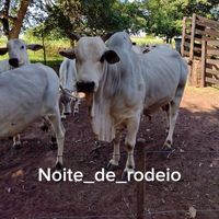 noite_de_rodeio
