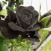 schwarzeroserote