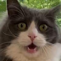 оригинальный звук