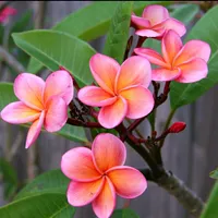 original sound - azeriqizinubar