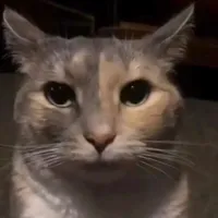 original sound - idkcatmemes