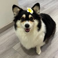原声 - corgi.curry