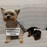hercules_e_apolo