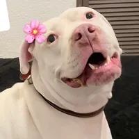 original sound - polithepit