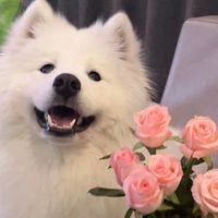 original sound - Jec Imposimato