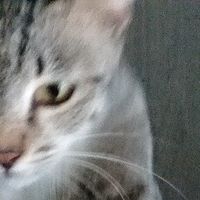 suara asli - miiiii