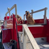 k9.lili