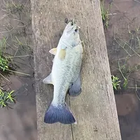 original sound - that_one_bass_kid