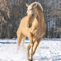 lugosthepalomino
