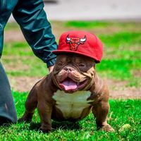 goldenbulliez