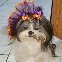 original sound - shitzu_lunnaoficial