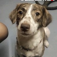 original sound - Beth Jimenez