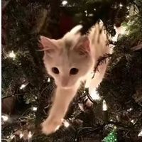 christmas_cheer_all_ye4r