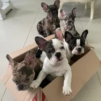 original sound - 7bulldogs7