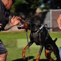 dogbreedstandard
