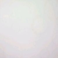 .yorkelis_