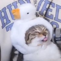 _seazie_