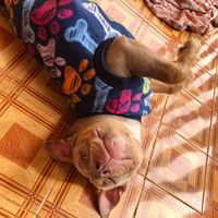 sunny_bully